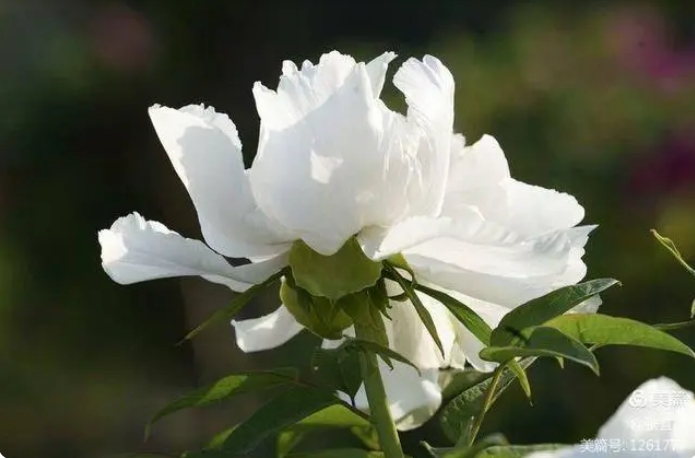 读城记•菏泽丨何人不爱牡丹花